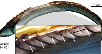 growth rings bivalves