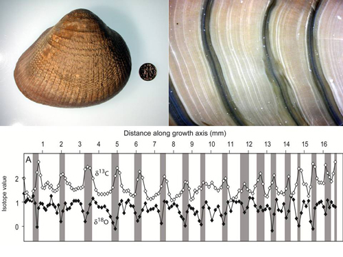 eocene bivalve growth bands