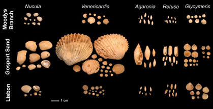 eocene fossils