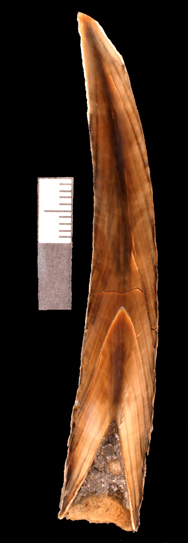 pliocene sperm whale tooth
