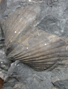 Braciopod fossil